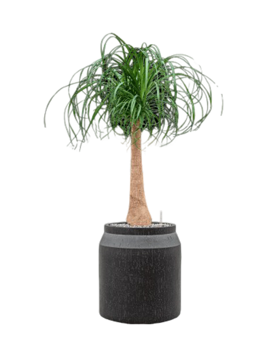 
Pflanzen Arrangement „Beaucarnea recurvata in Baq Raindrop“, Höhe 110-120 cm - Farbe Blumentopf: Anthrazit