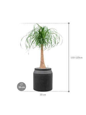 IMAGE for product variant SKU CC0046882
