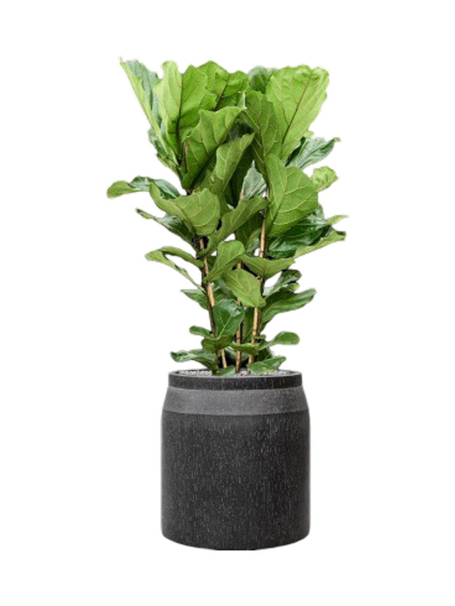 
Composition végétale «Ficus lyrata dans Baq Raindrop» - Gris foncé