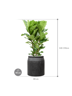 IMAGE for product variant SKU CC0047001