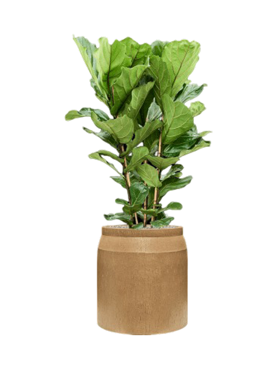
Composition végétale «Ficus lyrata dans Baq Raindrop» - Beige