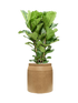 IMAGE for product variant SKU CC0047004