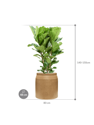 IMAGE for product variant SKU CC0047004