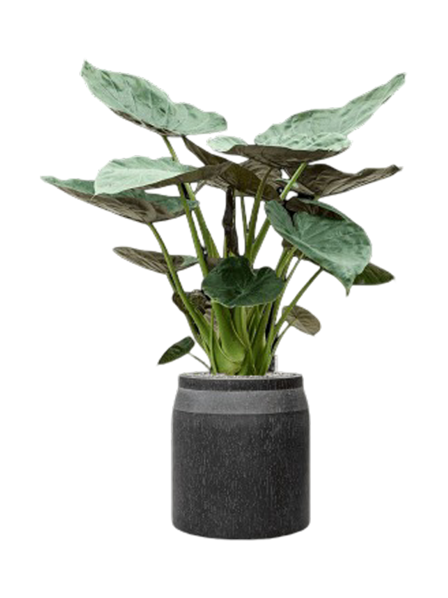 
Pflanzen Arrangement „Alocasia Wentii in Baq Raindrop“, Höhe 145-155 cm - Farbe Blumentopf: Anthrazit