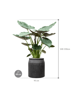 IMAGE for product variant SKU CC0047013