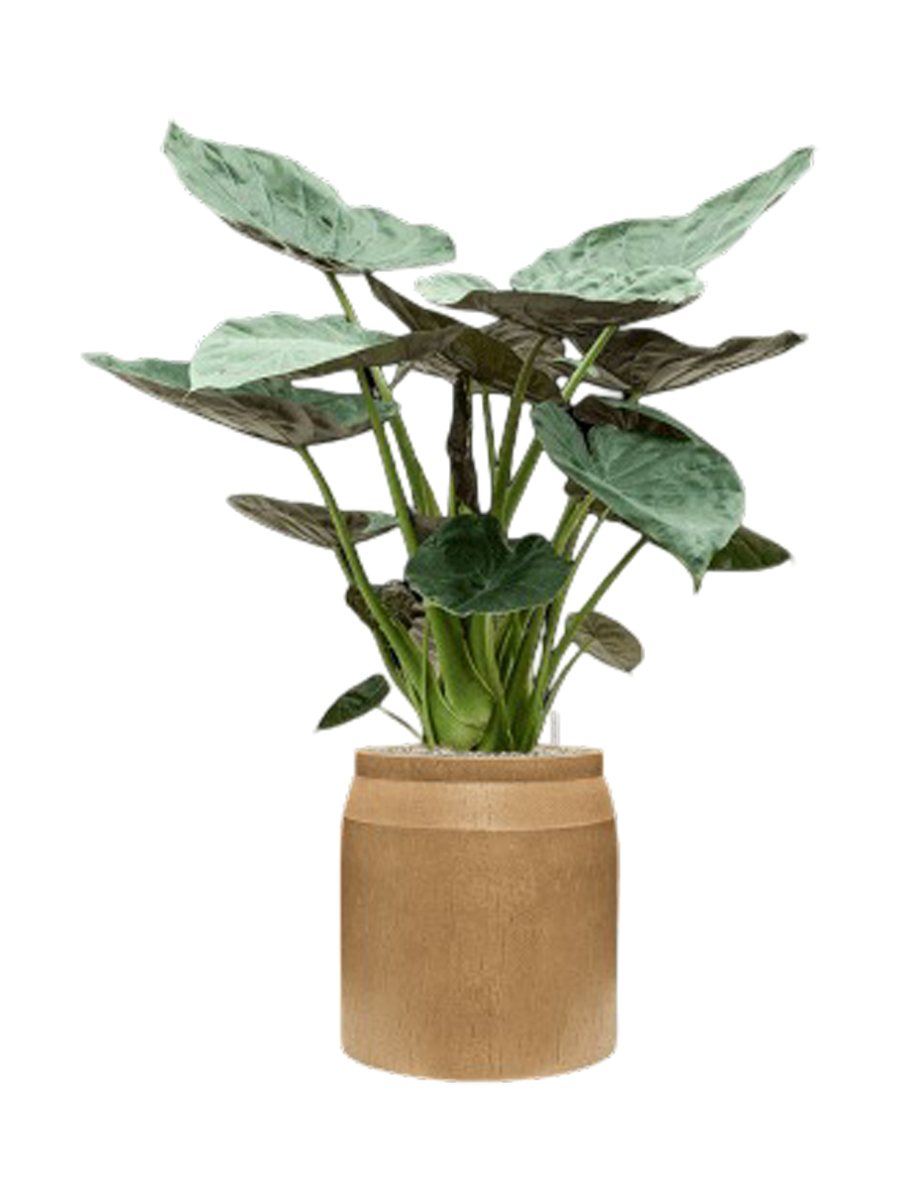 
Pflanzen Arrangement „Alocasia Wentii in Baq Raindrop“, Höhe 145-155 cm - Farbe Blumentopf: Beige