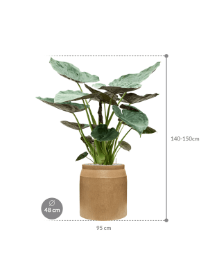 IMAGE for product variant SKU CC0047016