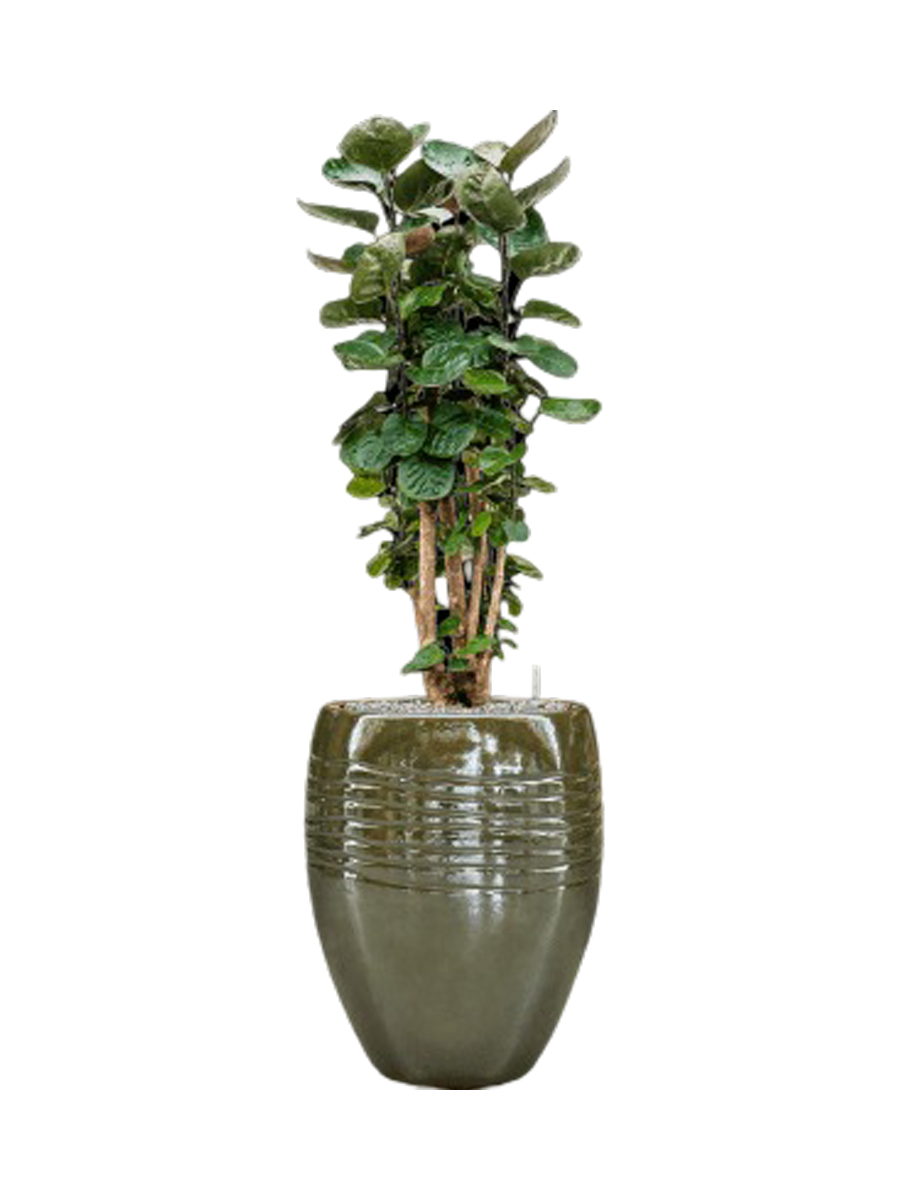 
Pflanzen Arrangement „Aralia Fabian in Traces“, Höhe 140-150 cm - Farbe Blumentopf: Grün