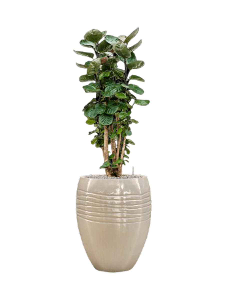 
Pflanzen Arrangement „Aralia Fabian in Traces“, Höhe 140-150 cm - Farbe Blumentopf: Beige