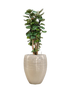 IMAGE for product variant SKU CC0047224
