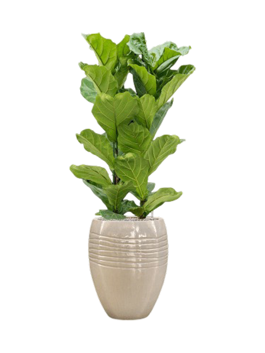 
Composition de plantes « Ficus lyrata en Traces » - Crème