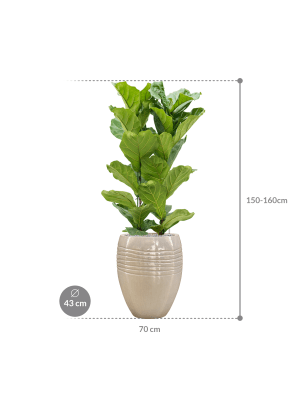 IMAGE for product variant SKU CC0047239