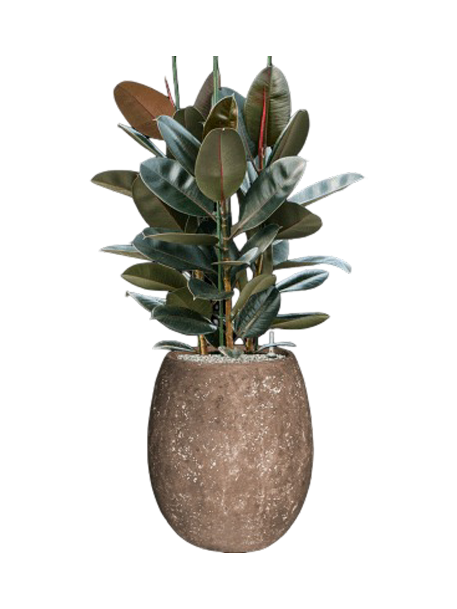 
Composition végétale « Ficus elastica 'Abidjan' dans pot Polystone Coated Plain » - Roche