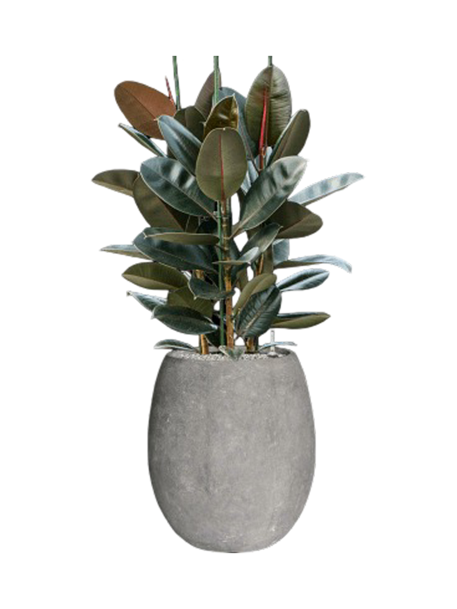 
Composition végétale « Ficus elastica 'Abidjan' dans pot Polystone Coated Plain » - Gris clair