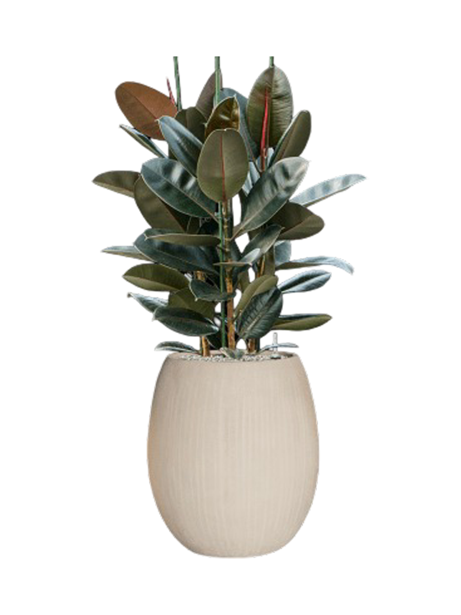 
Composition végétale « Ficus elastica 'Abidjan' dans pot Polystone Coated Plain » - Beige