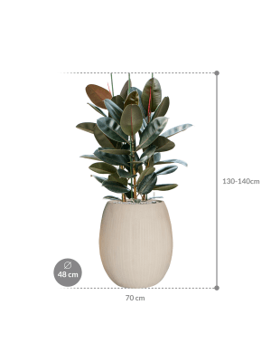IMAGE for product variant SKU CC0049010