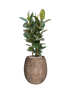 IMAGE for product variant SKU CC0049022