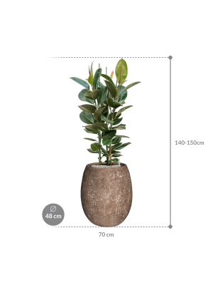 IMAGE for product variant SKU CC0049022