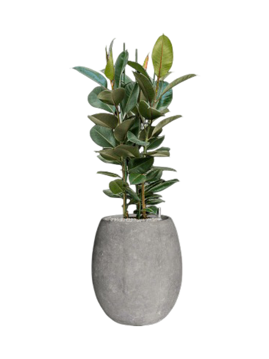 
Composition végétale « Ficus elastica 'Robusta' Polystone Coated Plain » - Gris clair