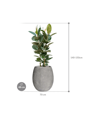 IMAGE for product variant SKU CC0049025
