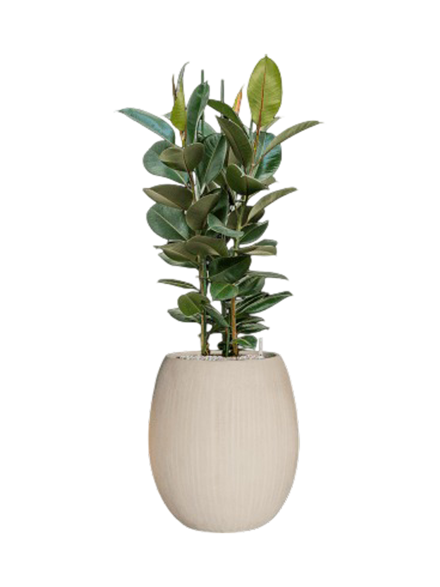 
Composition végétale « Ficus elastica 'Robusta' Polystone Coated Plain » - Beige