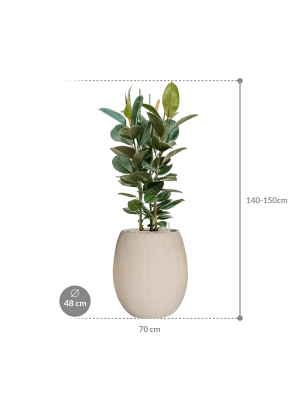 IMAGE for product variant SKU CC0049028