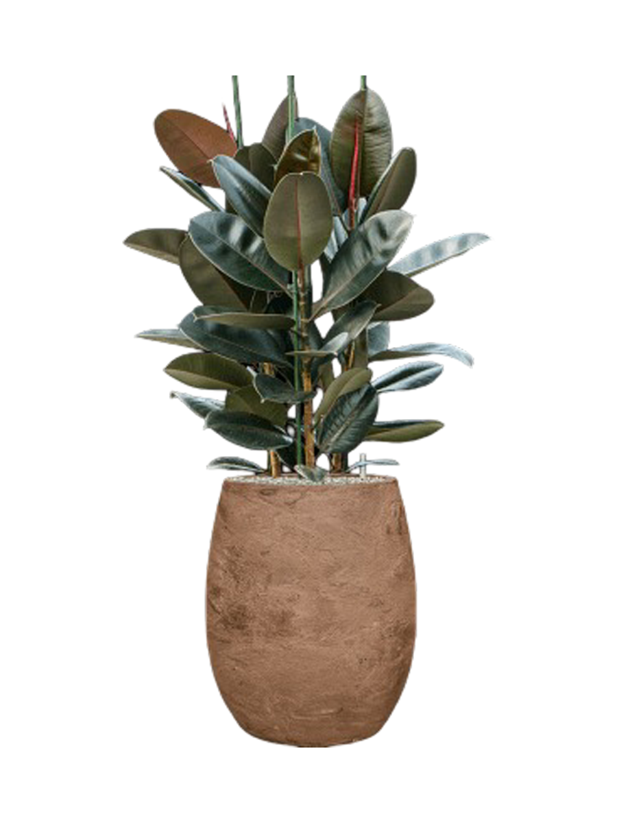 
Composition de plantes « Ficus elastica 'Abidjan' en Algar », hauteur 130-140 cm