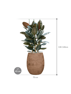 IMAGE for product variant SKU CC0049882
