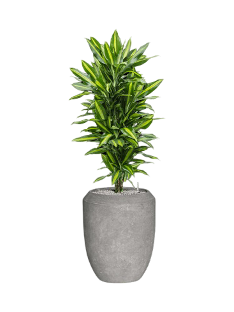 
Pflanzen Arrangement „Dracaena fragrans Cintho in Polystone Coated Plain“, Höhe 140-150 cm - Farbe Blumentopf: Hellgrau
