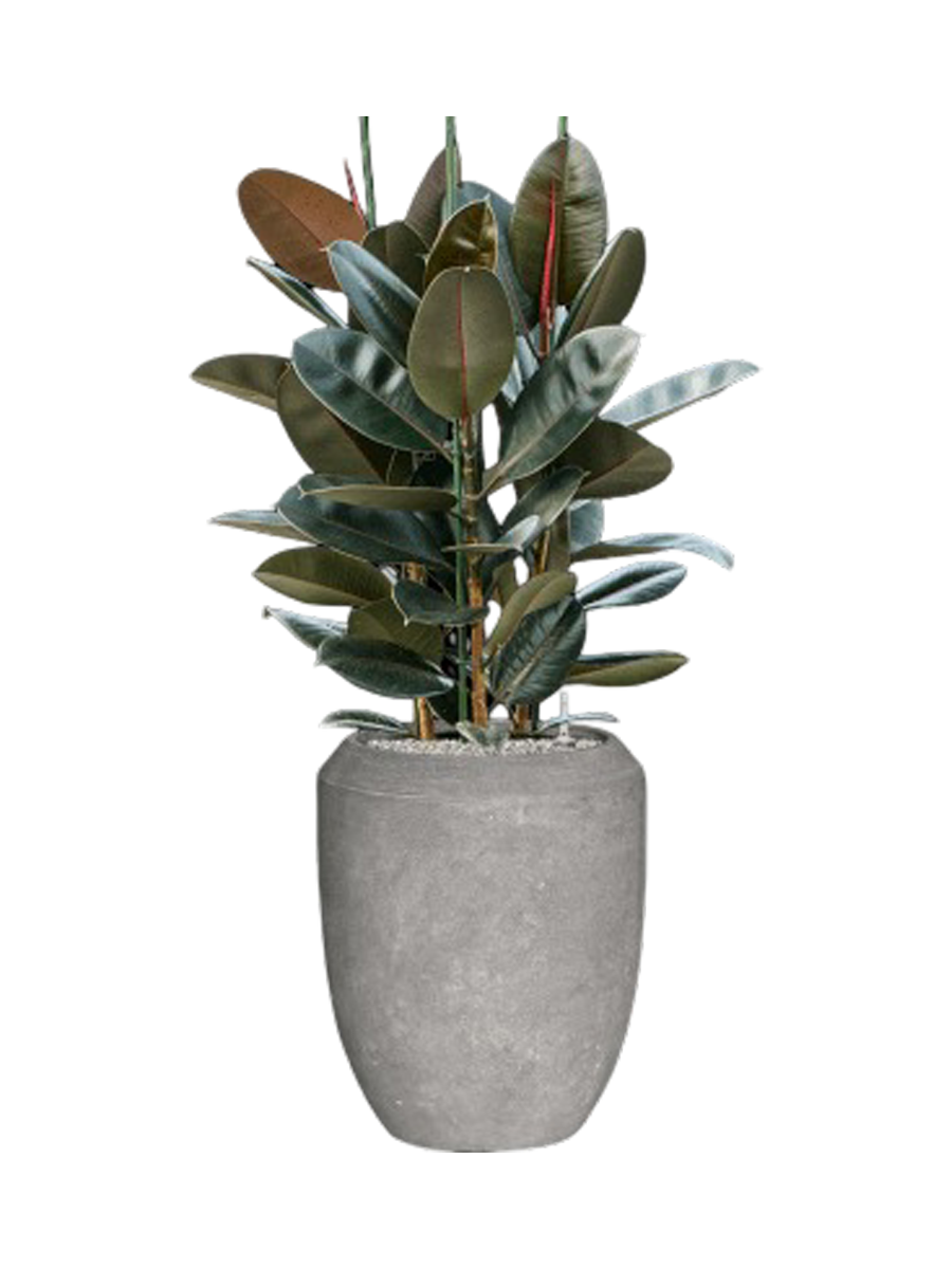 
Composition végétale « Ficus elastica 'Abidjan' dans Polystone Coated Plain II »