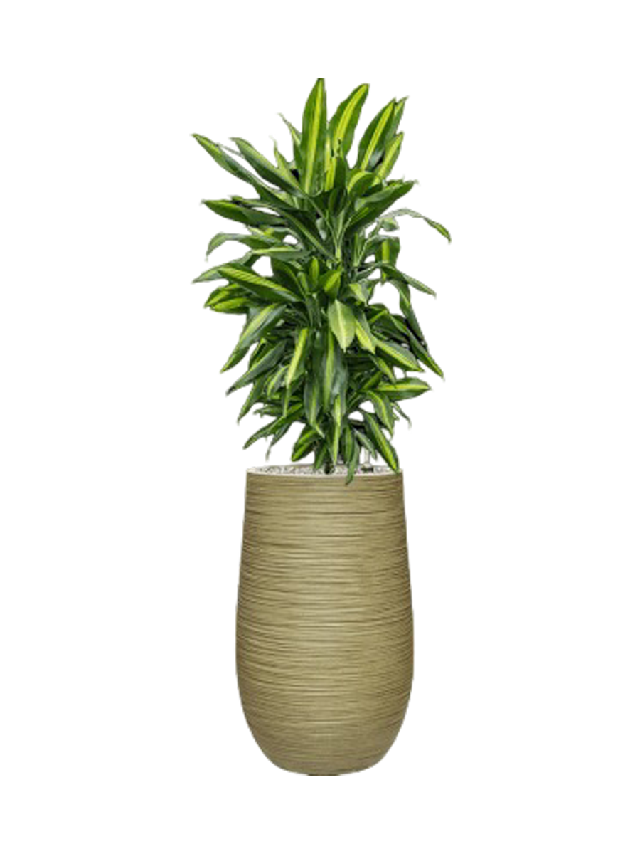 
Pflanzen Arrangement „Dracaena fragrans Cintho in Dune“, Höhe 120-130 cm - Farbe Blumentopf: Hellgrün
