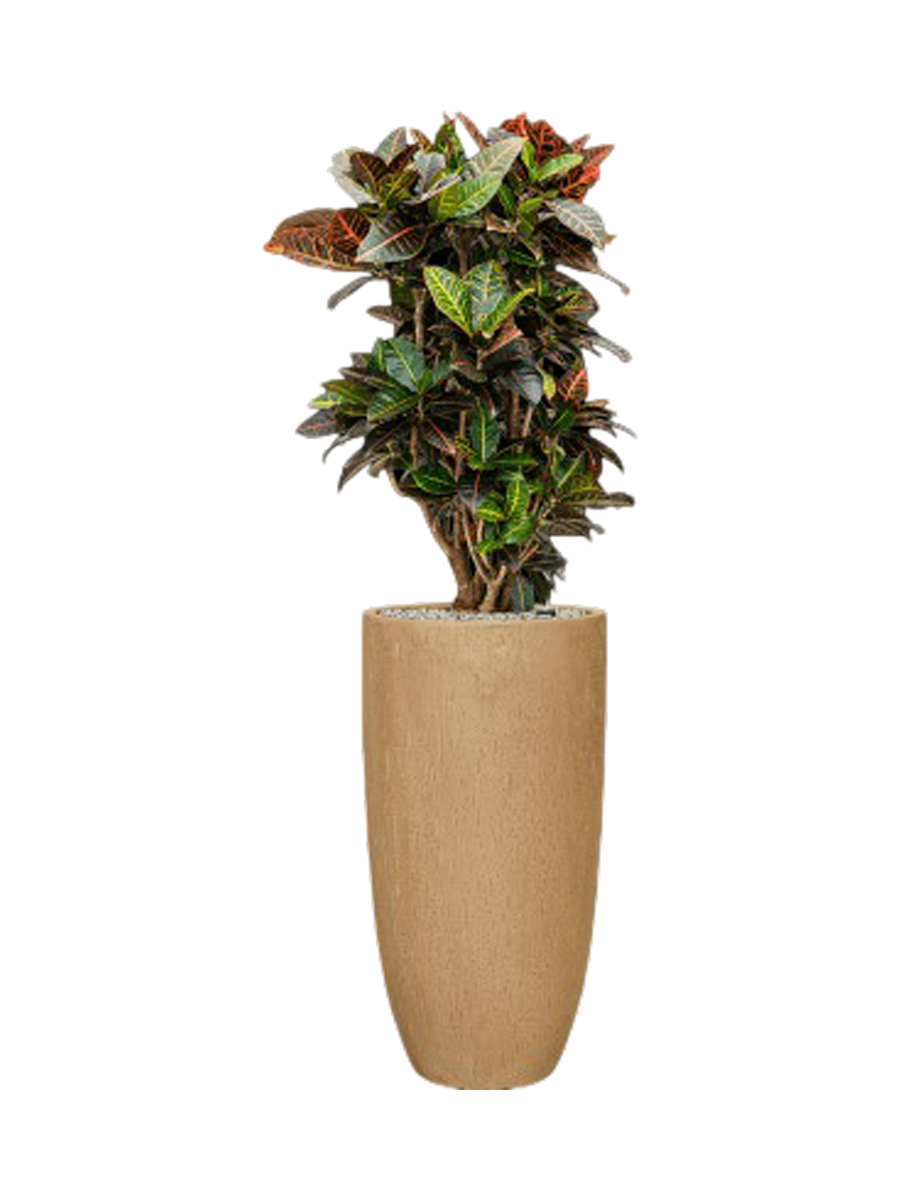 
Pflanzen Arrangement „Croton variegatum 'Petra' in Baq Raindrop II“, Höhe 120-130 cm