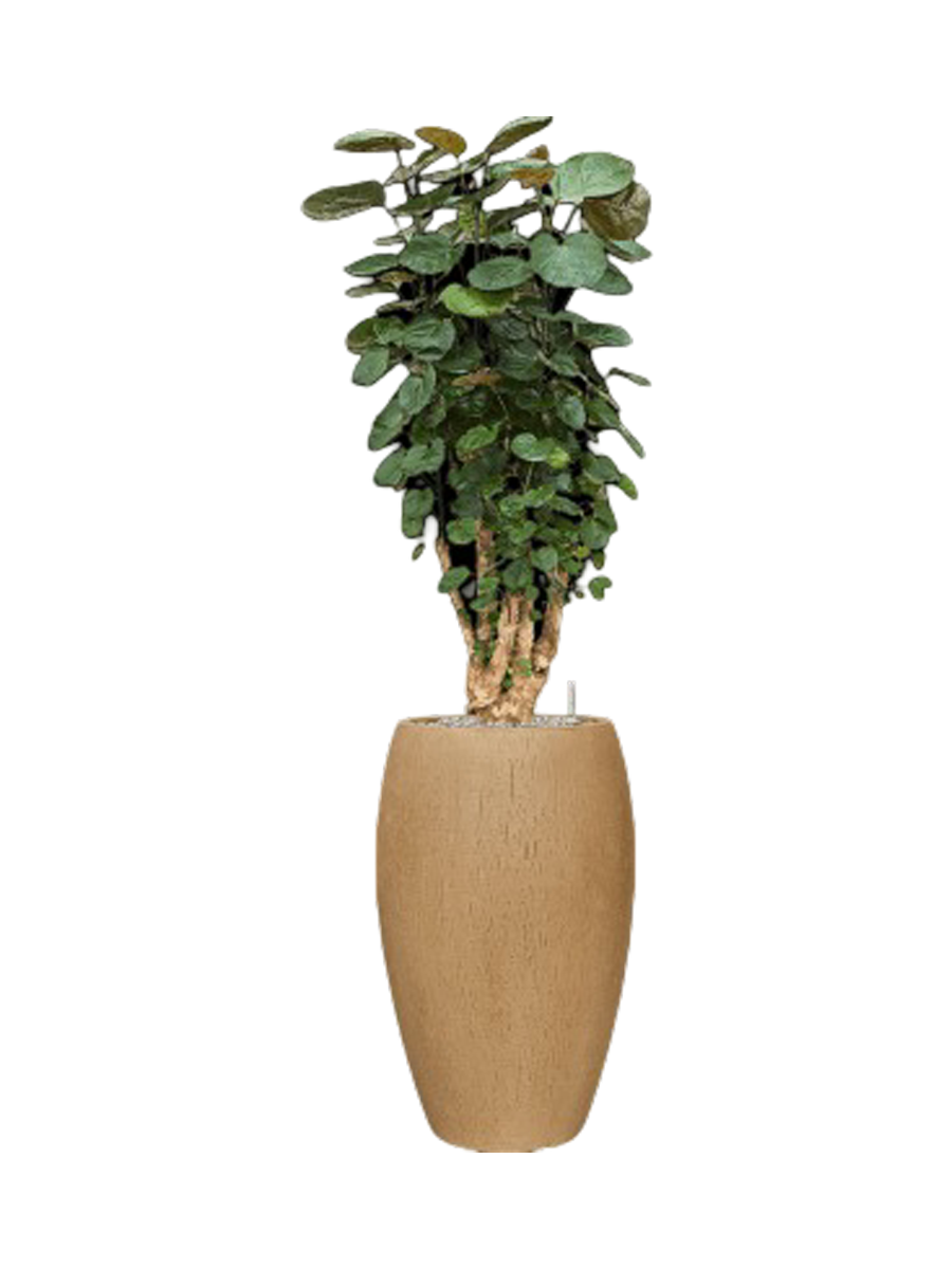 
Pflanzen Arrangement „Aralia Fabian in Baq Raindrop“, Höhe 140-150 cm