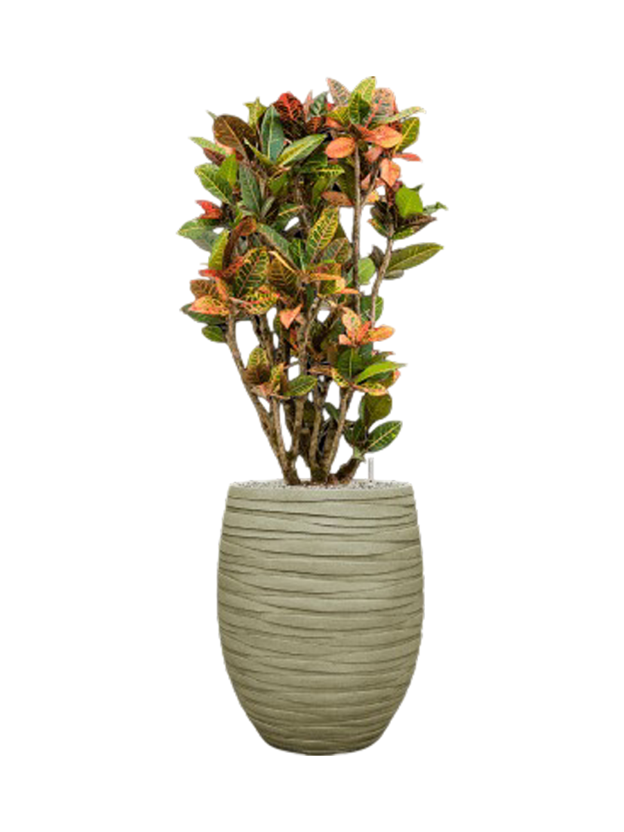 
Pflanzen Arrangement „Croton variegatum 'Petra' in Baq Tornado“, Höhe 150-160 cm