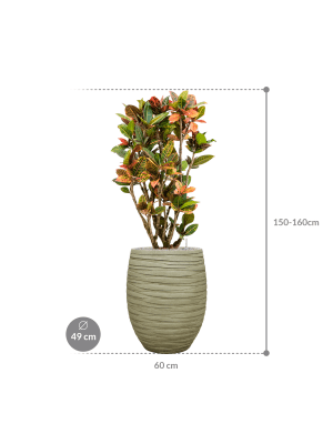 IMAGE for product variant SKU CC0052676