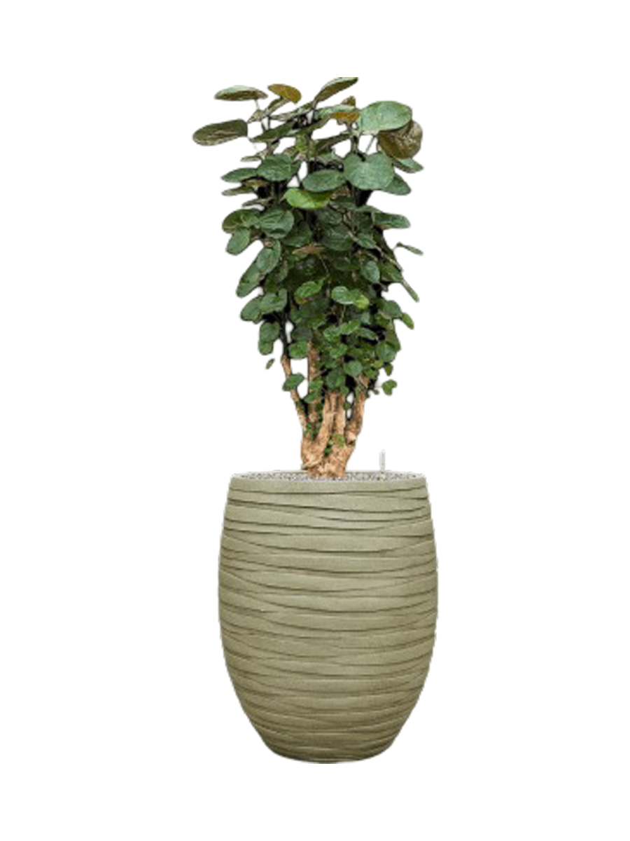 
Pflanzen Arrangement „Aralia Fabian in Baq Tornado“, Höhe 140-150 cm