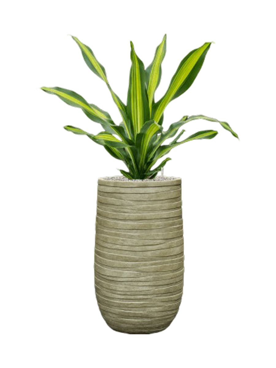 
Pflanzen Arrangement „Dracaena fragrans in Baq Tornado“, Höhe 115-120 cm