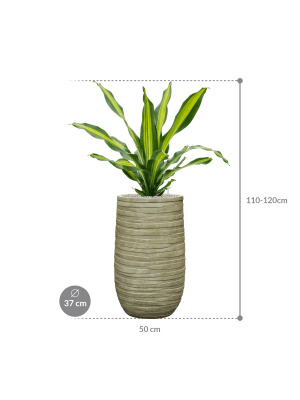 IMAGE for product variant SKU CC0052901