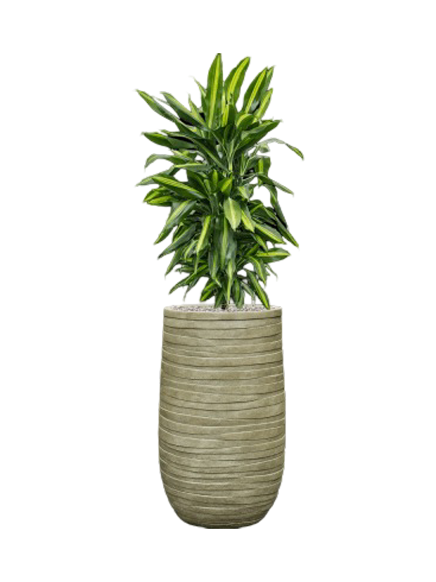 
Pflanzen Arrangement „Dracaena fragrans Cintho in Tornado“, Höhe 130 cm - Farbe Blumentopf: Hellgrün