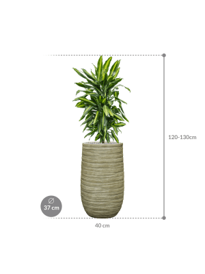 IMAGE for product variant SKU CC0052916