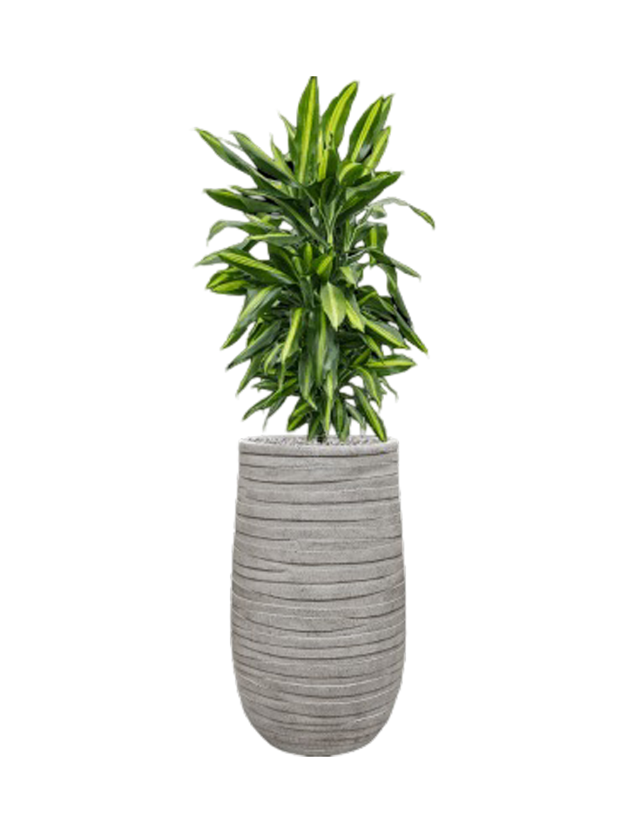 
Pflanzen Arrangement „Dracaena fragrans Cintho in Tornado“, Höhe 130 cm - Farbe Blumentopf: Hellgrau