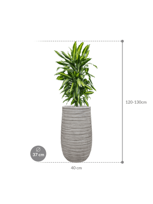 IMAGE for product variant SKU CC0052919