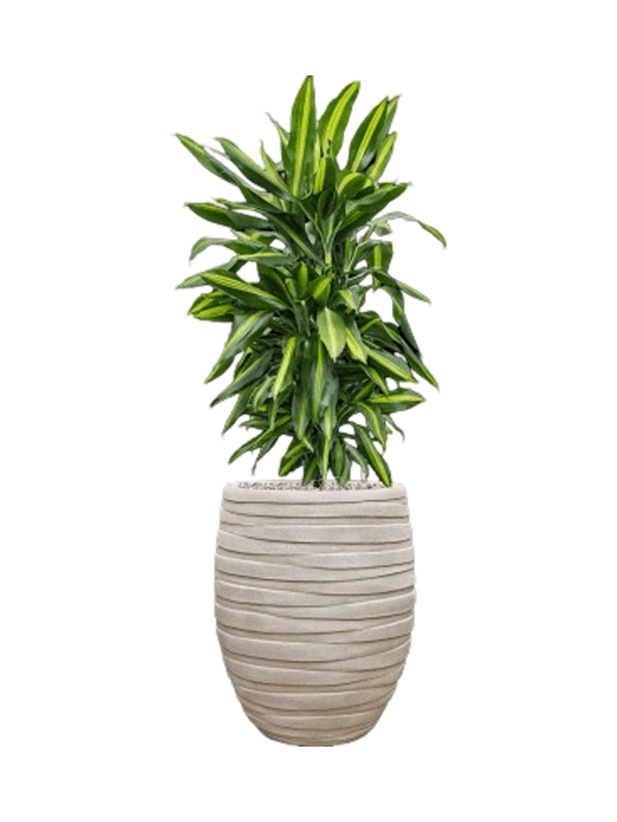
Pflanzen Arrangement „Dracaena fragrans Cintho in Tornado“, Höhe 110-120 cm - Farbe Blumentopf: Beige