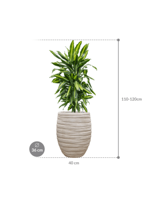 IMAGE for product variant SKU CC0052922