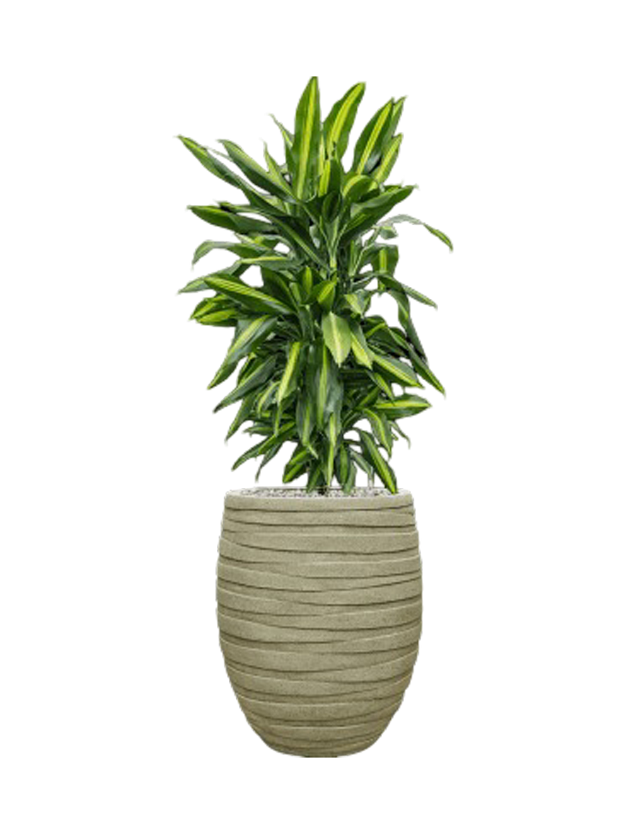 
Pflanzen Arrangement „Dracaena fragrans Cintho in Tornado“, Höhe 110-120 cm - Farbe Blumentopf: Hellgrün