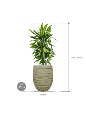 IMAGE for product variant SKU CC0052925