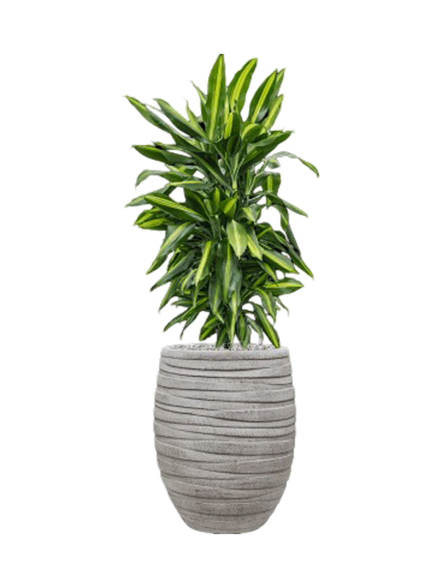 
Pflanzen Arrangement „Dracaena fragrans Cintho in Tornado“, Höhe 110-120 cm - Farbe Blumentopf: Hellgrau