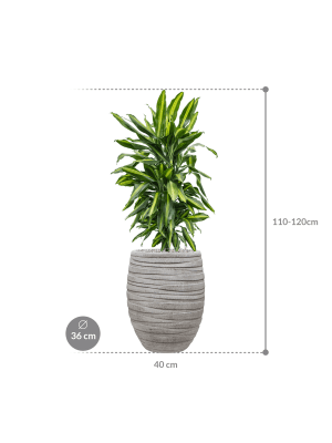 IMAGE for product variant SKU CC0052928