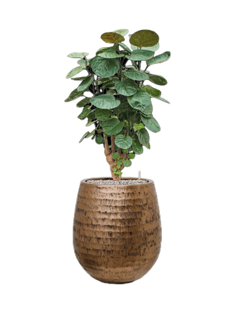 
Pflanzen Arrangement „Aralia Fabian in Baq Opus“, Höhe 100-110 cm