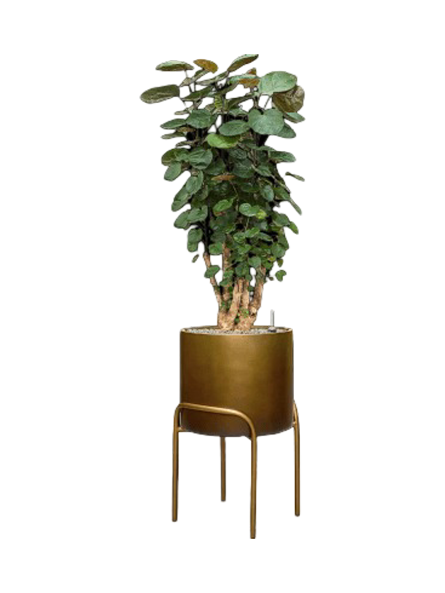 
Pflanzen Arrangement „Aralia Fabian in Baq Gradient Elevated“, Höhe 140-150 cm